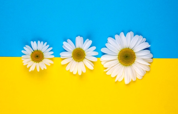 Tres flores de manzanilla de diferentes tamaños yacen sobre un fondo de color amarillo-azul en el centro sobre un borde amarillo y azul. El borde de color es horizontal