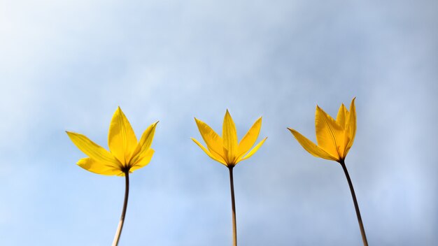 Três flores raras primavera amarelo selvagem de tulipa