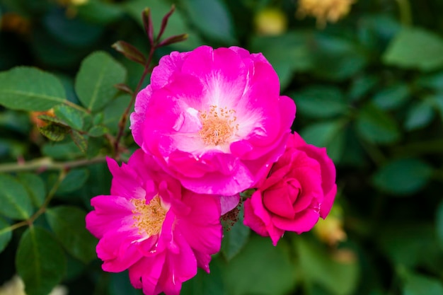 Tres flores de una rosa floreciente escaramujos en una rama