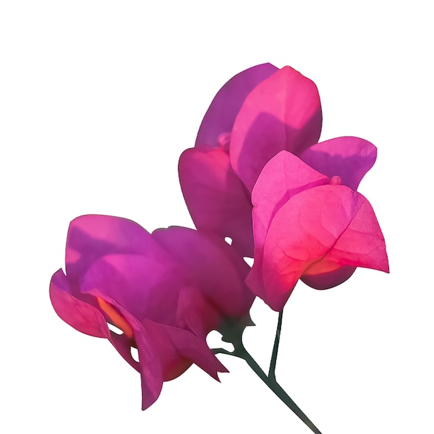 Foto três flores rosa isoladas em transparente