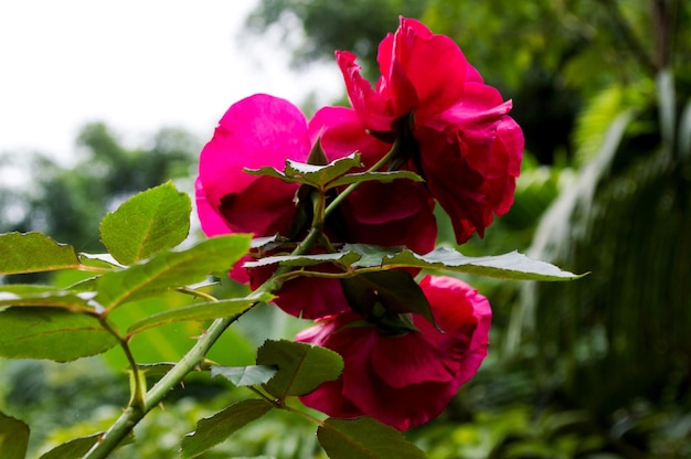 Tres flores de rosal abiertas fotografiadas desde atrás