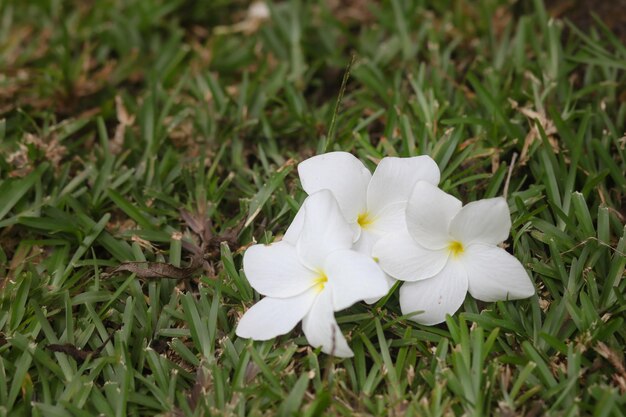 tres flores tropicales yacen en la hierba