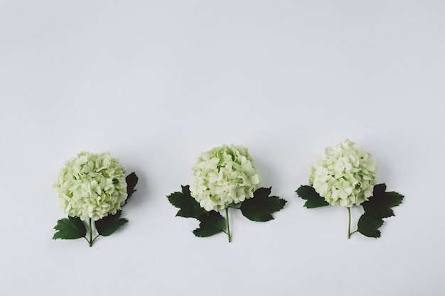 Tres flores verdes con hojas sobre un fondo blanco