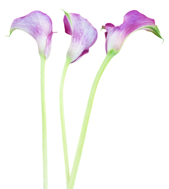 Tres flores violetas Calla lilly aisladas en blanco