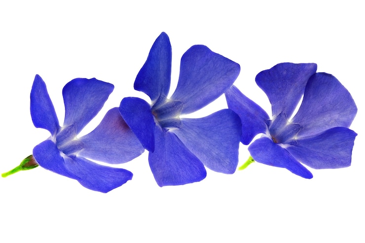 Foto tres flores violetas primer plano sobre fondo blanco. aislado .