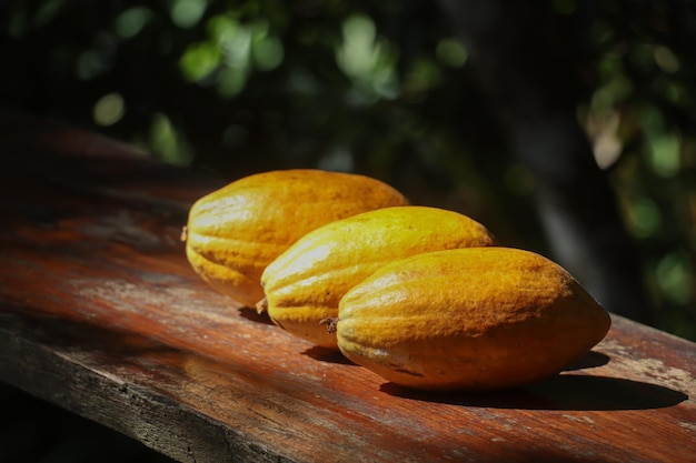 Tres frutas frescas de cacao con vainas de cacao en la mesa