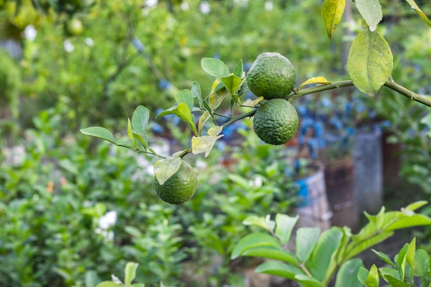 Três frutas frescas de tangerina orgânica crescendo em um galho dentro de uma fazenda agrícola