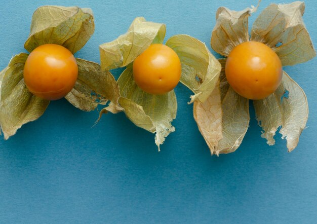 Três frutas Physalis com conchas abertas seguidas sobre fundo azul Copie o espaço