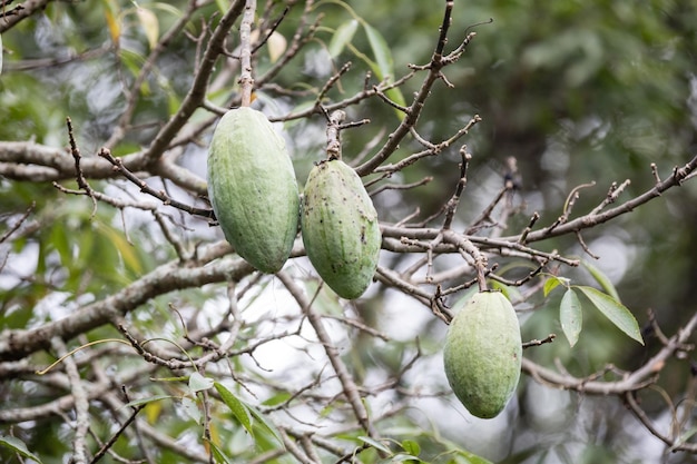 Tres frutas verdes en un árbol con la palabra fruta