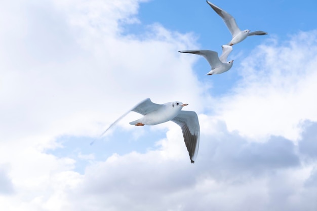 Três gaivotas fechadas voam contra o céu azul entre as nuvens