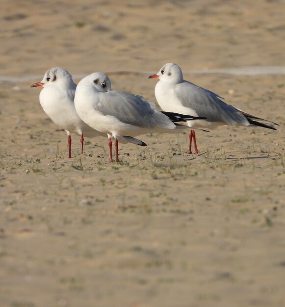 Foto três gaivotas na praia