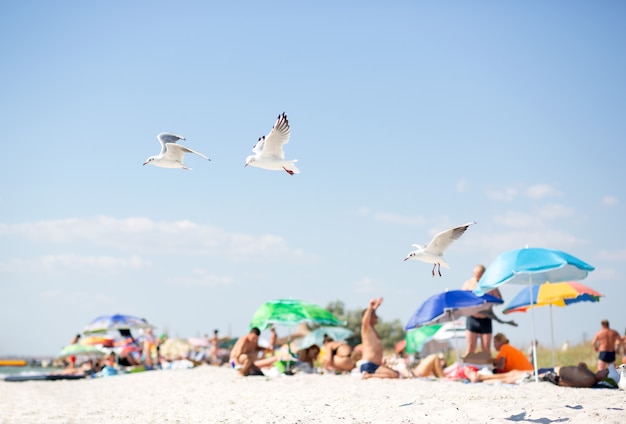 três gaivotas voam contra o fundo de uma praia selvagem com pessoas e guarda-chuvas coloridos