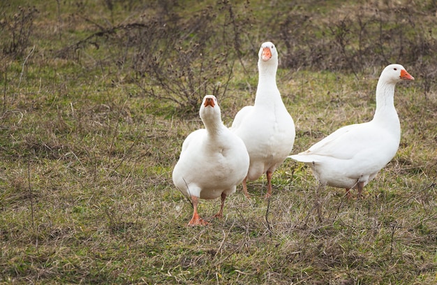 Três gansos brancos estão caminhando no pasto. Aves domésticas.