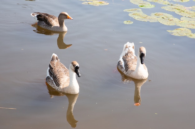 Três gansos na margem do lago