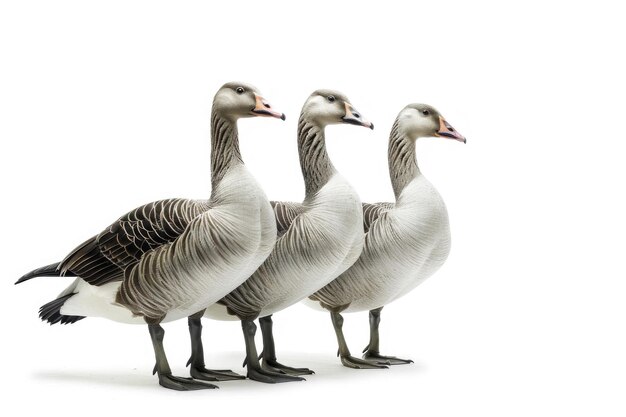 Tres gansos vigilantes en formación