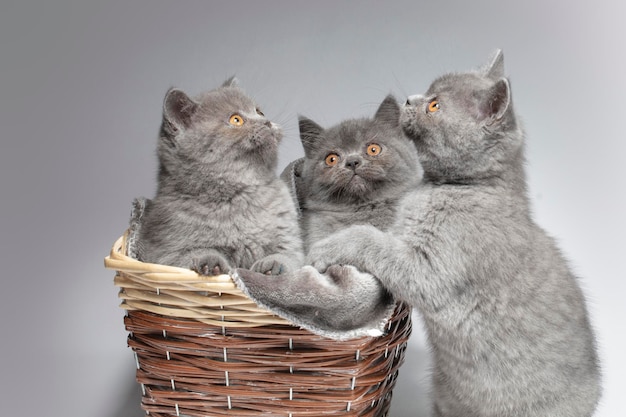 Três gatinhos britânicos azuis em uma cesta de vime em um fundo cinza Lindos gatinhos