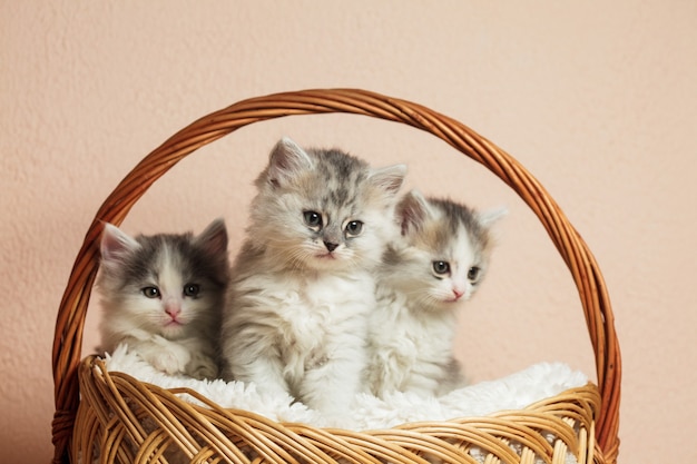 Três gatinhos cinzentos em uma cesta com parede rosa