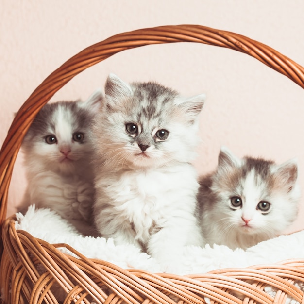 Foto três gatinhos cinzentos