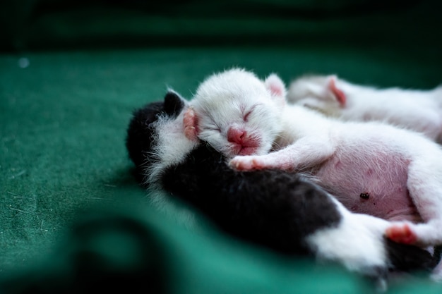 Três gatinhos dormindo em uma caixa