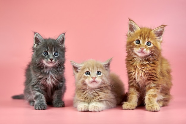 Três gatinhos Maine Coon - cor de pelo creme, vermelho e cinza. Gatos de raça pura shorthair bonitos em fundo rosa. Gatinhos atraentes de cabelo ruivo, bege e cinza da nova ninhada.
