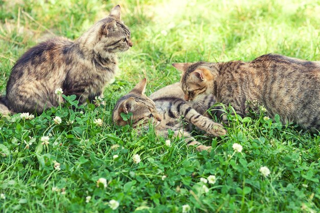 Três gatinhos na grama