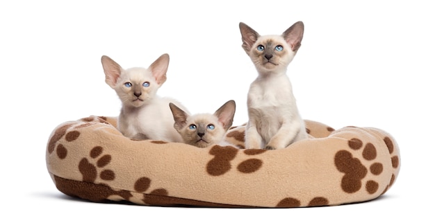 Três gatinhos oriental shorthair, 9 semanas de idade, sentado na cama de gato