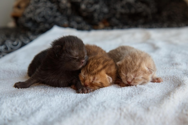 Três gatinhos recém-nascidos deitados em um pano branco macio, carrancudos, descansando animais de estimação closeup