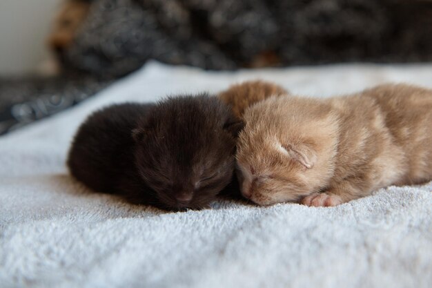 Três gatinhos recém-nascidos deitados em um pano branco macio, carrancudos, descansando animais de estimação closeup