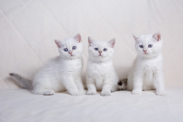 Tres gatito blanco sentado en el sofá