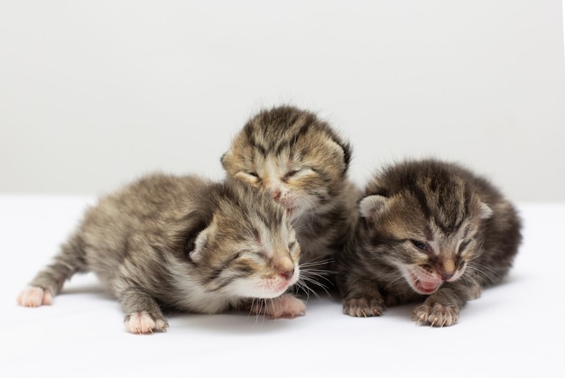 Tres gatitos bebé en frente aislado sobre fondo blanco.