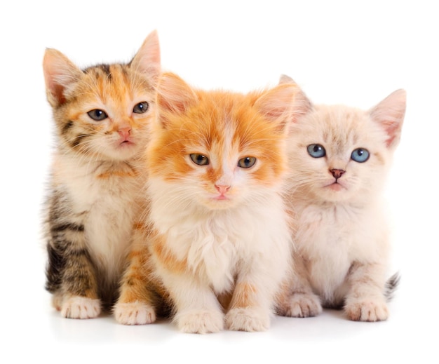 Tres gatitos bebé