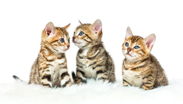 Tres gatitos de bengala sentados juntos en una fila aislados de Pentecostés