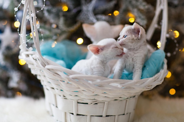 tres gatitos blancos Devon Rex en una canasta uno besando al otro