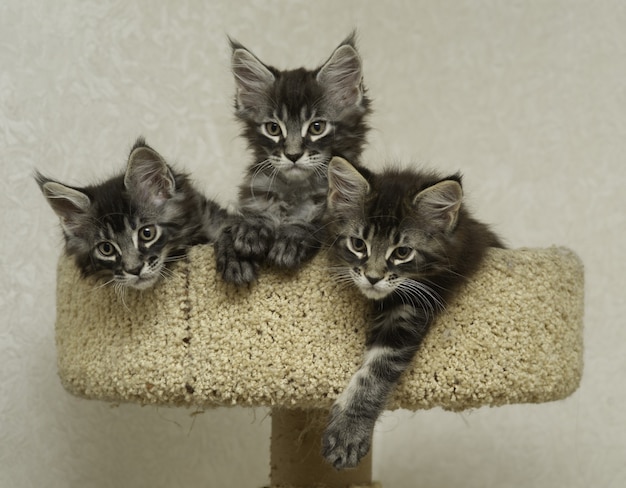 Tres gatitos están sentados en un complejo de juegos para gatos, parque infantil