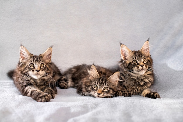 Los tres gatitos de la familia Mainecoon yacen sobre una manta suave y esponjosa