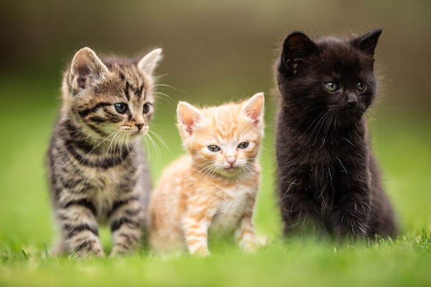 Tres gatitos juguetones amistosos sentados y de pie uno al lado del otro en el césped del jardín.