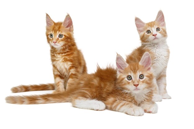 Tres gatitos Maine Coon