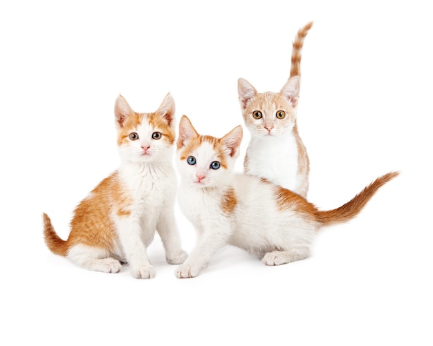 Tres gatitos naranjas y blancos mirando hacia adelante