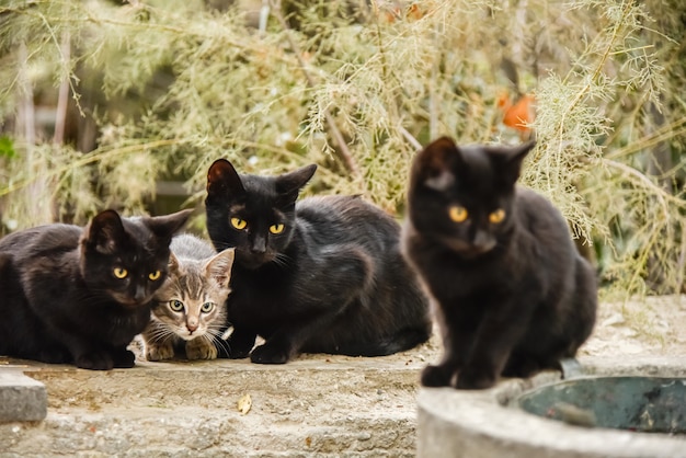 Tres gatitos negros y un gatito gris juegan afuera durante el día.