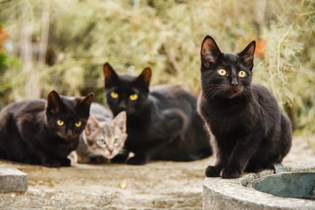 Tres gatitos negros y un gatito gris juegan afuera durante el día.