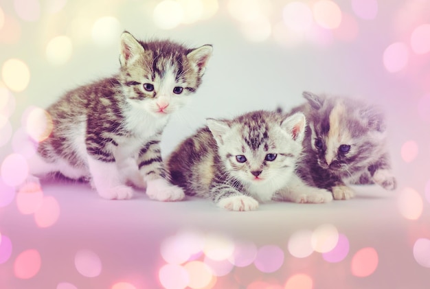 Foto tres gatitos pequeños sobre un fondo claro grupo de gatitos esponjosos posando sobre un fondo claro tres hermosos gatitos sobre fondo de estudio