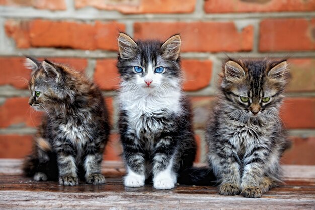 Tres gatitos sobre fondo de ladrillos