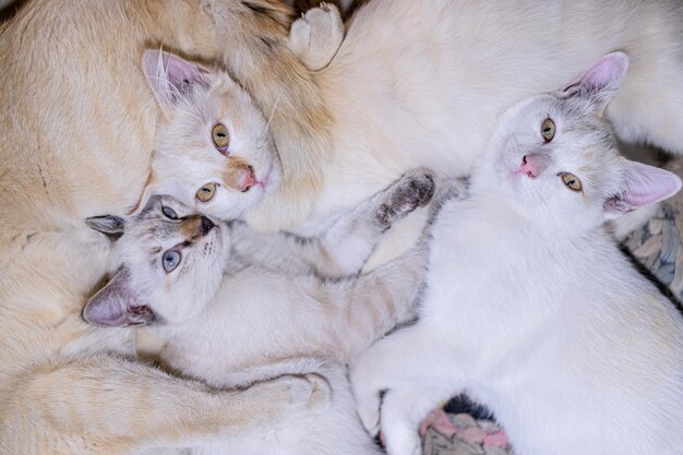 Tres gatitos tendidos en el suelo.