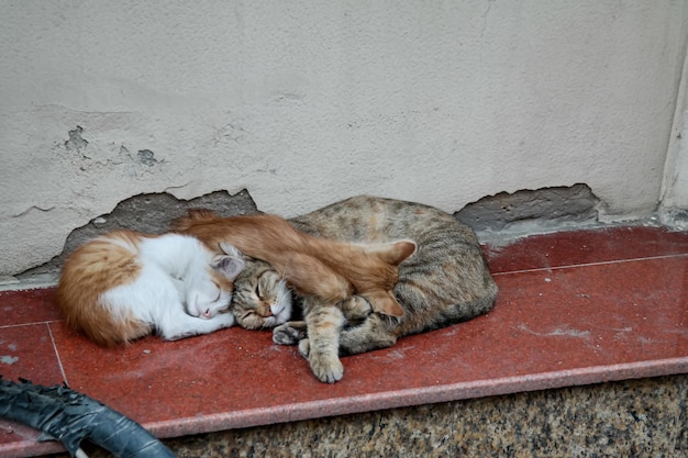 Tres gatos callejeros durmiendo uno encima del otro Baku Azerbaiyán