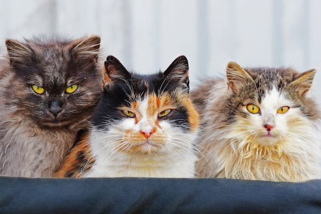 Tres gatos callejeros toman el sol en ropa de abrigo en la calle