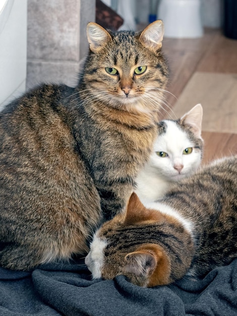 Tres gatos descansan en el baño en el suelo.