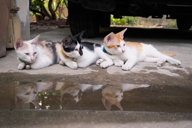 Tres gatos están mirando algo.