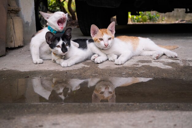 Três gatos estão olhando algo.