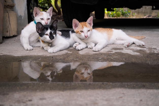 Três gatos estão olhando algo.