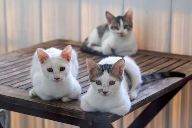 Três gatos irmãs sentados juntos